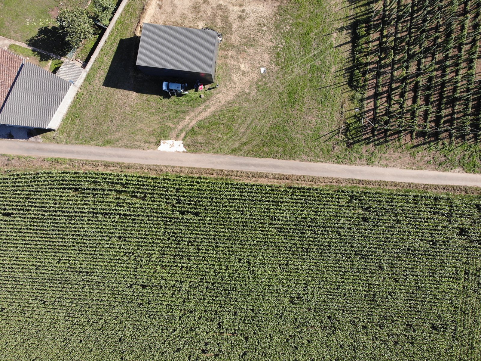 Vista cenital da plantación de lúpulo con espaldeiras (3)