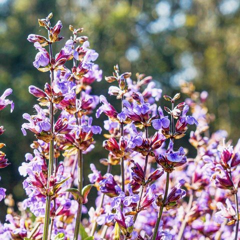 Flores de salvia (Salvia officinalis) en primeiro plano, tons morados e granates (2)
