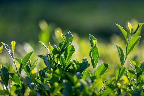 Plantación de té, Camellia sinensis, en campo (1)